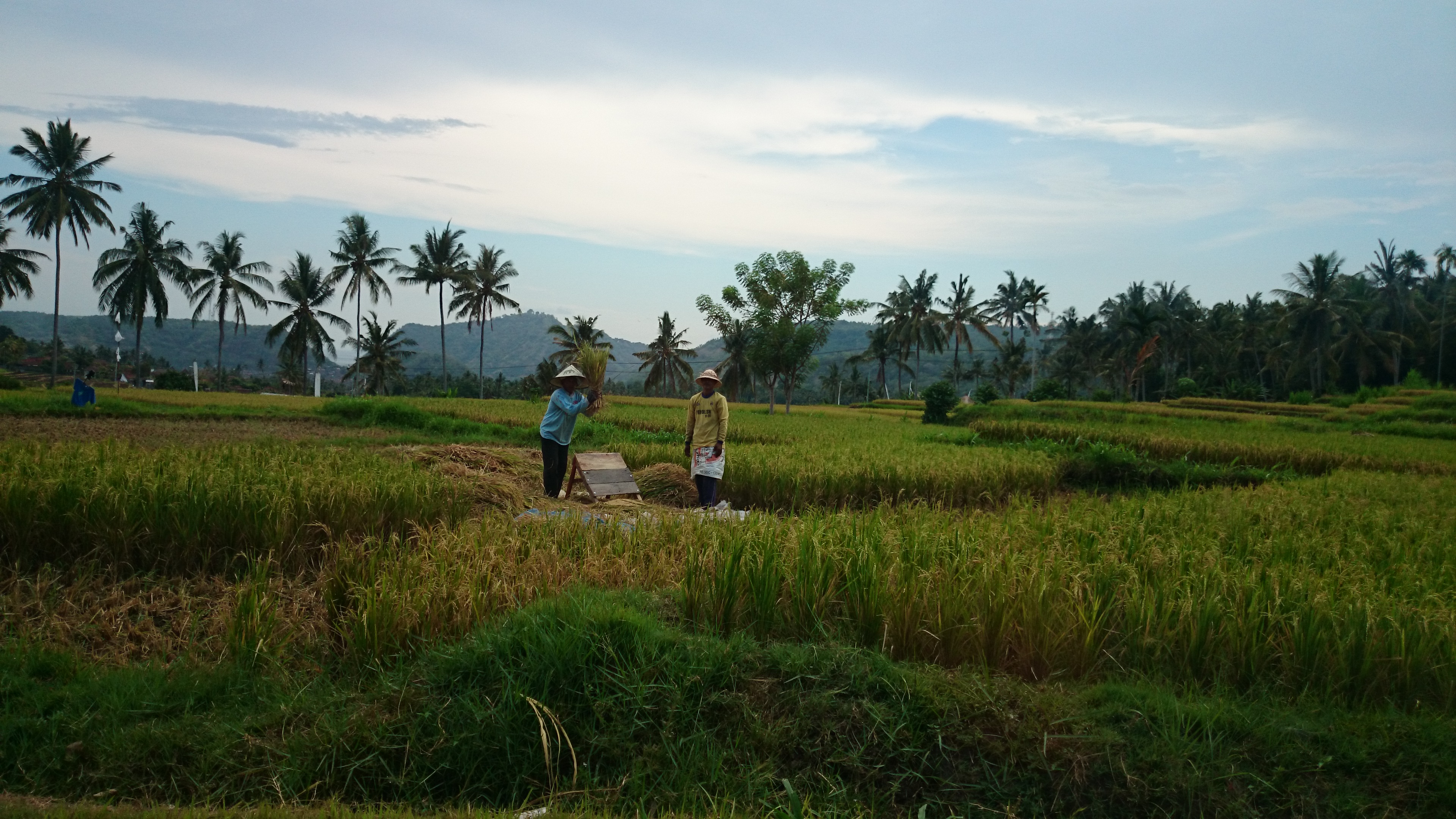 workers-in-the-rice-fields