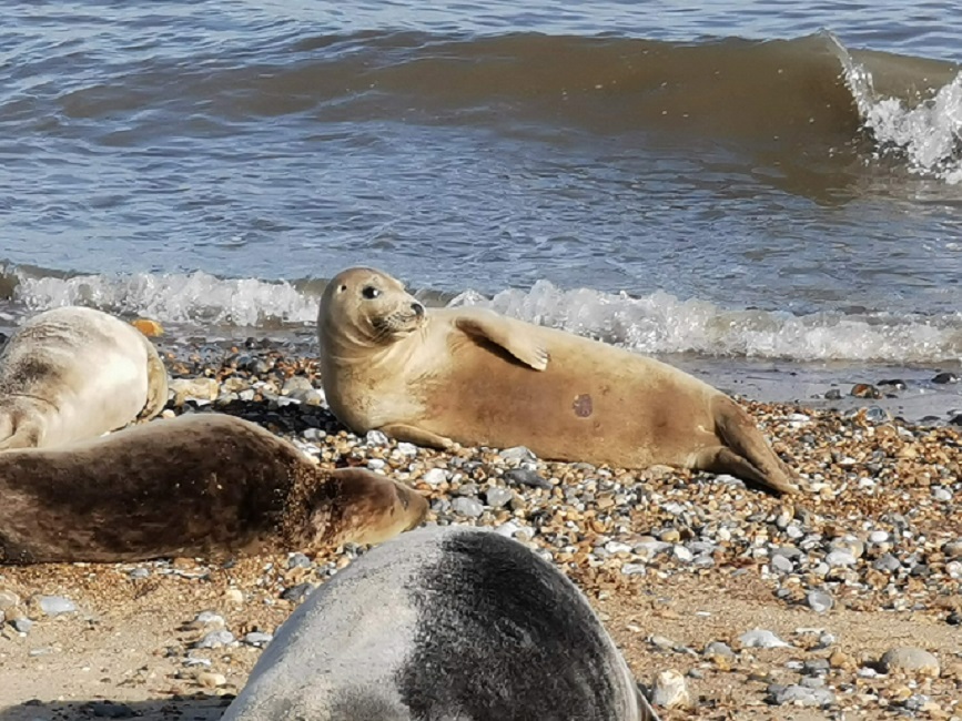 Seductive Seal